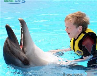 spectacle de dauphins avec transfert